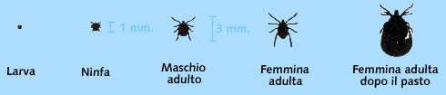 zecche-crescita.gif